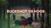 Buckshot Vs Hogs Population Control With 2 Shotguns