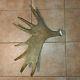 Moose Antler Naturally Shed Wild(horn, Knife, Carving, Chew, Taxidermy)