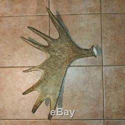 Moose Antler Naturally Shed Wild(horn, Knife, Carving, Chew, Taxidermy)