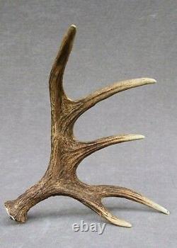 Naturally Shed Wild Moose Antler (horn, Knife, Carving, Chew, Taxidermy)