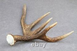 Naturally Shed Wild Moose Antler (horn, Knife, Carving, Chew, Taxidermy)