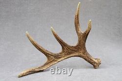 Naturally Shed Wild Moose Antler (horn, Knife, Carving, Chew, Taxidermy)