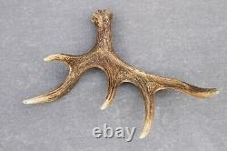 Naturally Shed Wild Moose Antler (horn, Knife, Carving, Chew, Taxidermy)