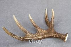 Naturally Shed Wild Moose Antler (horn, Knife, Carving, Chew, Taxidermy)