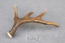 Naturally Shed Wild Moose Antler (horn, Knife, Carving, Chew, Taxidermy)