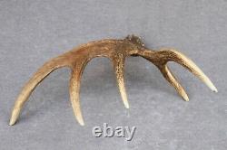 Naturally Shed Wild Moose Antler (horn, Knife, Carving, Chew, Taxidermy)