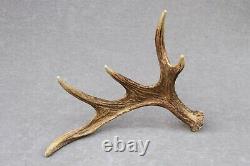 Naturally Shed Wild Moose Antler (horn, Knife, Carving, Chew, Taxidermy)