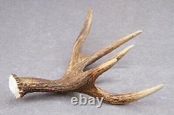 Naturally Shed Wild Moose Antler (horn, Knife, Carving, Chew, Taxidermy)
