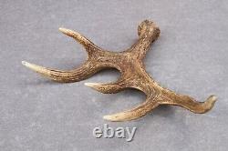 Naturally Shed Wild Moose Antler (horn, Knife, Carving, Chew, Taxidermy)