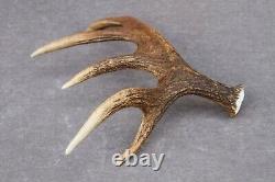 Naturally Shed Wild Moose Antler (horn, Knife, Carving, Chew, Taxidermy)