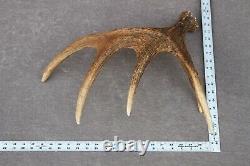 Naturally Shed Wild Moose Antler (horn, Knife, Carving, Chew, Taxidermy)