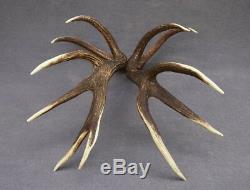 Shed Wild Red Deer Antler Set Pair (horn, Knife, Carving, Chew, Taxidermy)