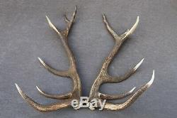 Shed Wild Red Deer Antler Set Pair (horn, Knife, Carving, Chew, Taxidermy)