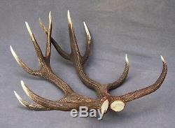 Shed Wild Red Deer Antler Set Pair (horn, Knife, Carving, Chew, Taxidermy)