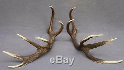 Shed Wild Red Deer Antler Set Pair (horn, Knife, Carving, Chew, Taxidermy)