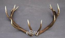 Shed Wild Red Deer Antler Set Pair (horn, Knife, Carving, Chew, Taxidermy)