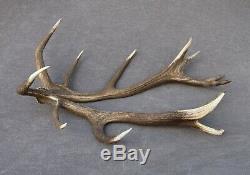 Shed Wild Red Deer Antler Set Pair (horn, Knife, Carving, Chew, Taxidermy)