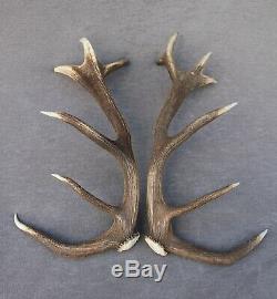 Shed Wild Red Deer Antler Set Pair (horn, Knife, Carving, Chew, Taxidermy)