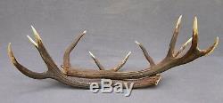 Shed Wild Red Deer Antler Set Pair (horn, Knife, Carving, Chew, Taxidermy)