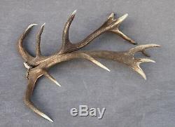 Shed Wild Red Deer Antler Set Pair (horn, Knife, Carving, Chew, Taxidermy)