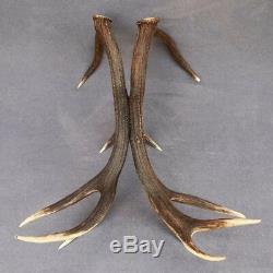 Shed Wild Red Deer Antler Set Pair (horn, Knife, Carving, Chew, Taxidermy)