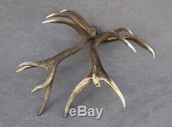 Shed Wild Red Deer Antler Set Pair (horn, Knife, Carving, Chew, Taxidermy)