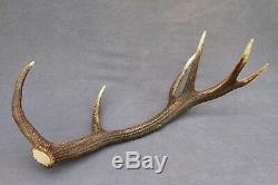 Shed Wild Red Deer Antler Set Pair (horn, Knife, Carving, Chew, Taxidermy)