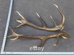 Shed Wild Red Deer Antler Set Pair (horn, Knife, Carving, Chew, Taxidermy)