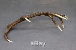 Shed Wild Red Deer Antler Set Pair (horn, Knife, Carving, Chew, Taxidermy)