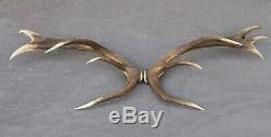 Shed Wild Red Deer Antler Set Pair (horn, Knife, Carving, Chew, Taxidermy)