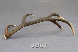 Shed Wild Red Deer Antler Set Pair (horn, Knife, Carving, Chew, Taxidermy)