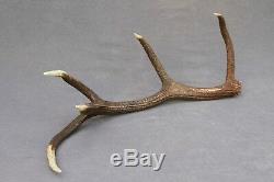 Shed Wild Red Deer Antler Set Pair (horn, Knife, Carving, Chew, Taxidermy)