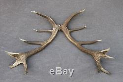 Shed Wild Red Deer Antler Set Pair (horn, Knife, Carving, Chew, Taxidermy)