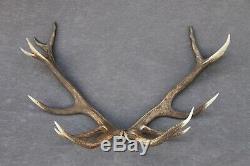 Shed Wild Red Deer Antler Set Pair (horn, Knife, Carving, Chew, Taxidermy)