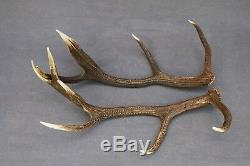 Shed Wild Red Deer Antler Set Pair (horn, Knife, Carving, Chew, Taxidermy)