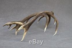 Shed Wild Red Deer Antler Set Pair (horn, Knife, Carving, Chew, Taxidermy)