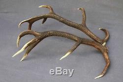 Shed Wild Red Deer Antler Set Pair (horn, Knife, Carving, Chew, Taxidermy)