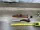 Silver Stag USA Fixed Blade Hunting Knife With Stag Handle And Brass Guard