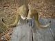 Trophy set of Musk Ox HORNS TAXIDERMY LOG CABIN/HUNTING LODGE DECOR/knife slabs